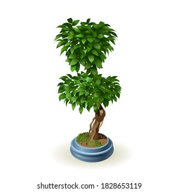 Ornamental plant in a pot. Vector isolated illustration