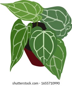 Ornamental Plants Anthurium Crystallinum (Elephant ears).