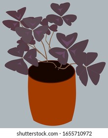 Plantas ornamentales Oxalis Triangularis (Flor de mariposa).