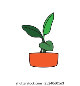 Ornamental plants with wide and large green leaves in orange pots