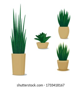 Ornamental potted plants. Home decor. Vector illustration. Set of different snake plants, mother-in-law's tongues, sansevierias  isolated on a white background. Indoor design elements.