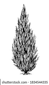 Ornamental shrub, thuja tree, evergreen coniferous plant, cypress. Nature, forest, city park, landscape design. Hand-drawn drawing in engraving style. Ink sketch.