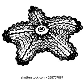 ornamental starfish