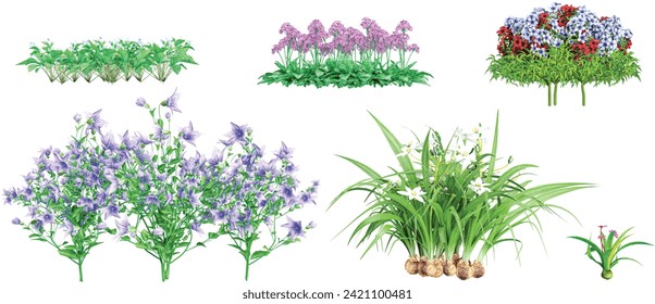 Ornamental,Ornithogalum umbellatum,Platycodon grandiflorus,Primula sieboldii,Tigirdia flowers cutout on transparent backgrounds 3d rendering png