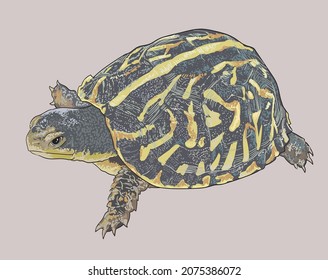 Ornate Box Turtle Drawing Beautiful Artillustration Stock Vector ...