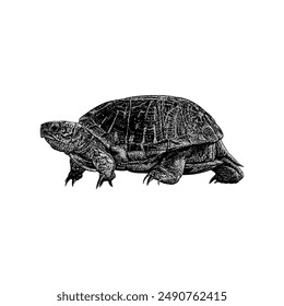 Ornate Box Turtle hand drawing vector isolated on white background.