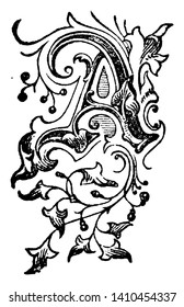An ornate capital letter A surrounded by leaves and vines, vintage line drawing or engraving illustration