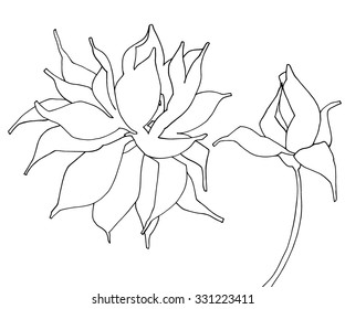 Ornate detailed hand drawn flower. Lilies. Outline vector illustration. Black and white drawing isolated on white. Design for coloring book page for adults and kids.