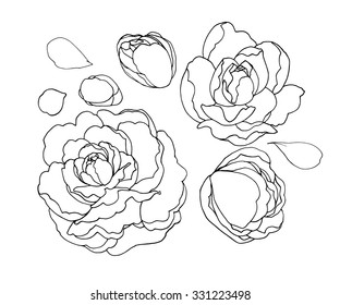 Ornate detailed hand drawn flower. Peonies. Outline vector illustration. Black and white drawing isolated on white. Design for coloring book page for adults and kids.