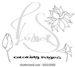 Ornate detailed hand drawn flower with lettering. Lilium. Outline vector illustration. Black and white drawing isolated on white. Design for coloring book page for adults and kids.