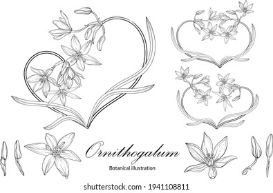 Ornithogalum Botanical illustration of the Heart