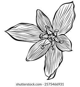 Ornithogalum flower. Garden star-of-Bethlehem, or grass lily. Vector illustration in hand drawn sketch doodle style. Line art graphic isolated on white. Design for coloring book