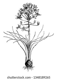 Ornithogalum Umbellatum, garden star-of-Bethlehem, grass lily is a perennial bulbous flowering plan. Flowers are satiny white on the inside and green striped with white on the outside, vintage 