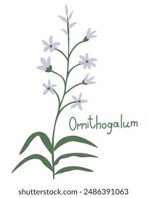 Ornithogalum Vector ilustración decorativa de la planta