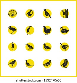 Ornithology icons set with owl, seagull and hen elements. Set of ornithology icons and mew concept. Editable vector elements for logo app UI design.