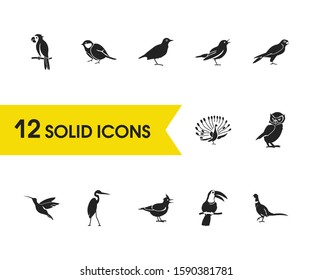 Ornithology icons set with owl, tit bird and toucan elements. Set of ornithology icons and wagtail concept. Editable vector elements for logo app UI design.