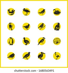 Ornithology icons set with pelican, penguin and phoenix elements. Set of ornithology icons and mythology bird concept. Editable vector elements for logo app UI design.