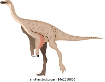 Ornithomimus, illustration, vector on white background.