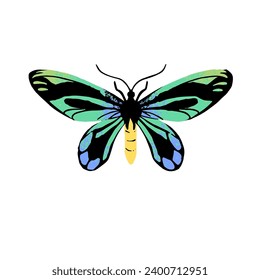 Ornithoptera Alexandrae, Queen Alexandra birdwing. Colourful butterfly. Insect with multicolored iridescent wings. Tropical nature, animal. Flat isolated hand drawn vector illustration on white