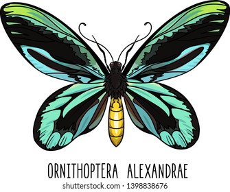 Texto de Ornithoptera alexandrae. Ilustración vectorial de la mariposa macho de la reina Alexandra Birdwing aislada en blanco.