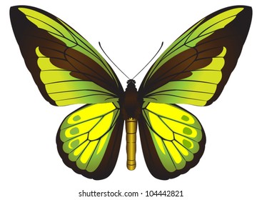 Vector de ornitoptera goliath (mariposa de aves)
