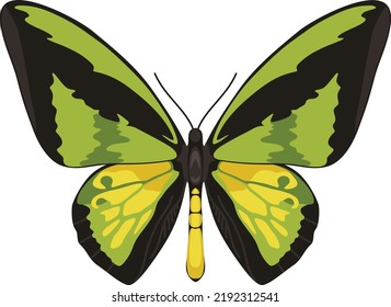 Ornithoptera goliath, el ala de Goliat, la segunda mariposa más grande del mundo