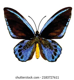 Ornithoptera priamus blue. Blue butterfly vector on white background. Exotic butterfly vector. Entomology collection. Watercolor style decoration. Picture for logo, design and greeting card.