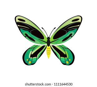 Ornithoptera priamus poseidon morpho, Cape York birdwing with green wings, large butterfly insect vector illustration isolated on white background