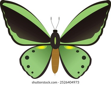 Ornithoptera priamus is a rare butterfly.