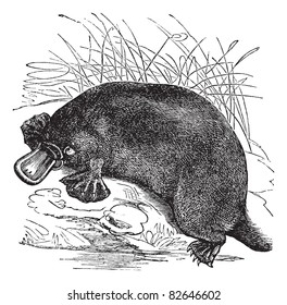 Ornithorhynchus paradoxus or Platypus, vintage engraved illustration. Trousset encyclopedia (1886 - 1891).