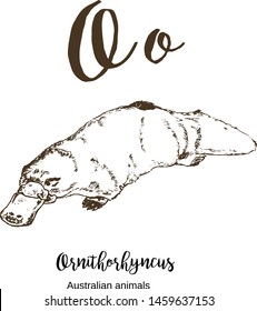 ornithorhyncus or Platypus or duckbill, A to z, alphabet sketch australian animals drawing vector illustration. Vintage hand drawn with lettering. Letter O for ornithorhyncus. ABC.