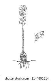 oroanche coerulescens boatnical illustration