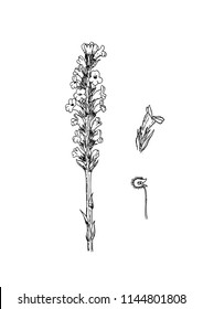 Orobanche arenaria vector illustration