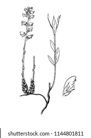 orobanche gracilis botanical illustration