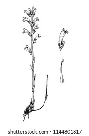 Orobanche purpurea botanical sketch