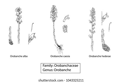 orobanches plant illustration