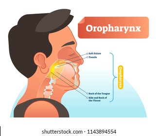 Oropharynx vector illustration. Anatomical labeled scheme with human soft palete, tonsils, back of tongue and side of throat. Diagram for pulmonary and throat medicine. Human with mouth and trachea.