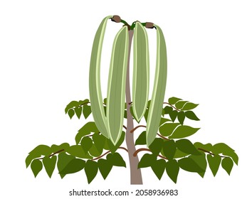 Fruto indicativo de orroxílum en un árbol de fondo blanco. vector
