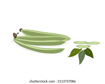 Indico de oroxilo aislado en blanco. vector