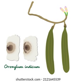 Oroxylum indicum, seed,flower and pot ,Asian herbs