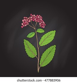 Orpine (Sedum Telephium), or livelong, frog's-stomach, harping Johnny, life-everlasting, live-forever, midsummer-men, witch's moneybags, succulent. Hand drawn botanical vector illustration