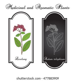 Orpine (Sedum Telephium), or livelong, frog's-stomach, harping Johnny, life-everlasting, live-forever, midsummer-men, witch's moneybags, succulent. Hand drawn botanical vector illustration