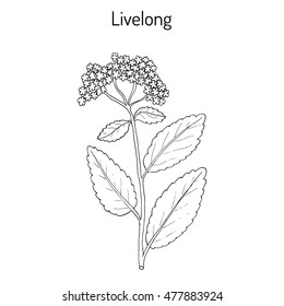 Orpine (Sedum Telephium), or livelong, frog's-stomach, harping Johnny, life-everlasting, live-forever, midsummer-men, witch's moneybags, succulent. Hand drawn botanical vector illustration