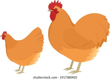 Orpington Breed of chickens Vector illustration Isolated object set