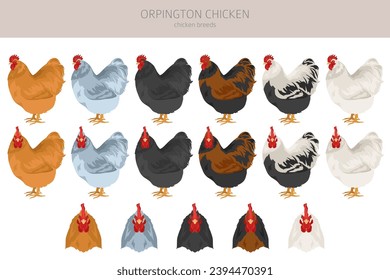 El pollo de Orpington engendra a clipart. Aves de corral y animales de granja. Colores diferentes.  Ilustración del vector