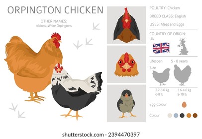 Orpington Chicken breeds clipart. Poultry and farm animals. Different colors set.  Vector illustration