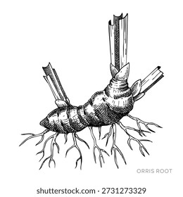 Orris root hand drawn vector illustration. Vintage style medicinal plant sketch for herbal medicine and natural products. Not AI generated.