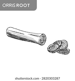 Orris root sketch. Iris florentina Botanical linear illustration. Iris germanica vector drawing. Rhizome of Iris pallida