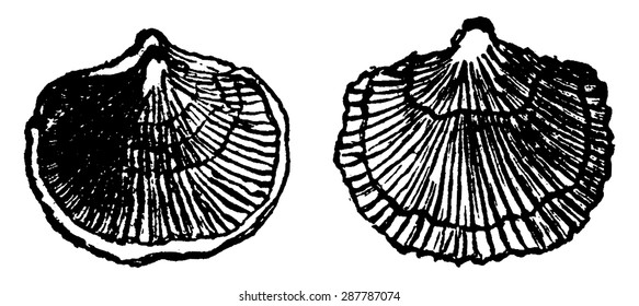 Orthis etegantula, vintage engraved illustration. Earth before man 1886.