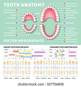 Diagram Of Human Teeth Numbering Charts